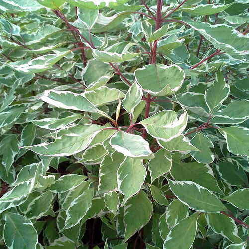 Дерен белый "Sibirica variegata" с3